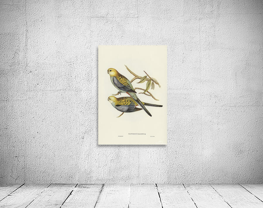 Pale Headed Rosella 2 Wall Preview