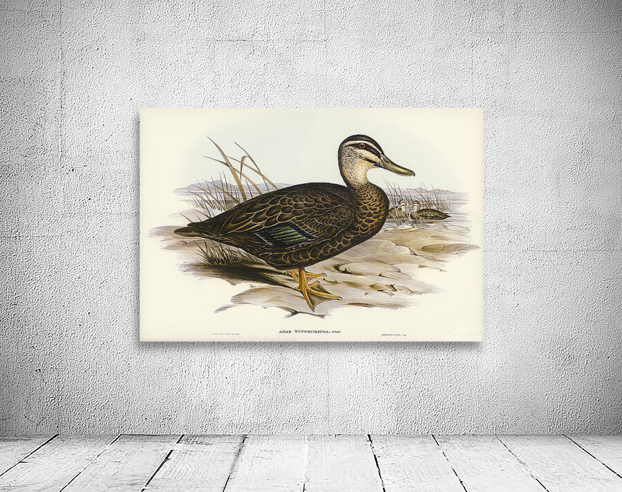 Pacific Black Duck Wall Preview