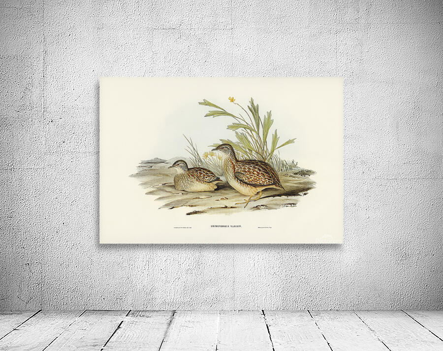 Painted Buttonquail 2 Wall Preview