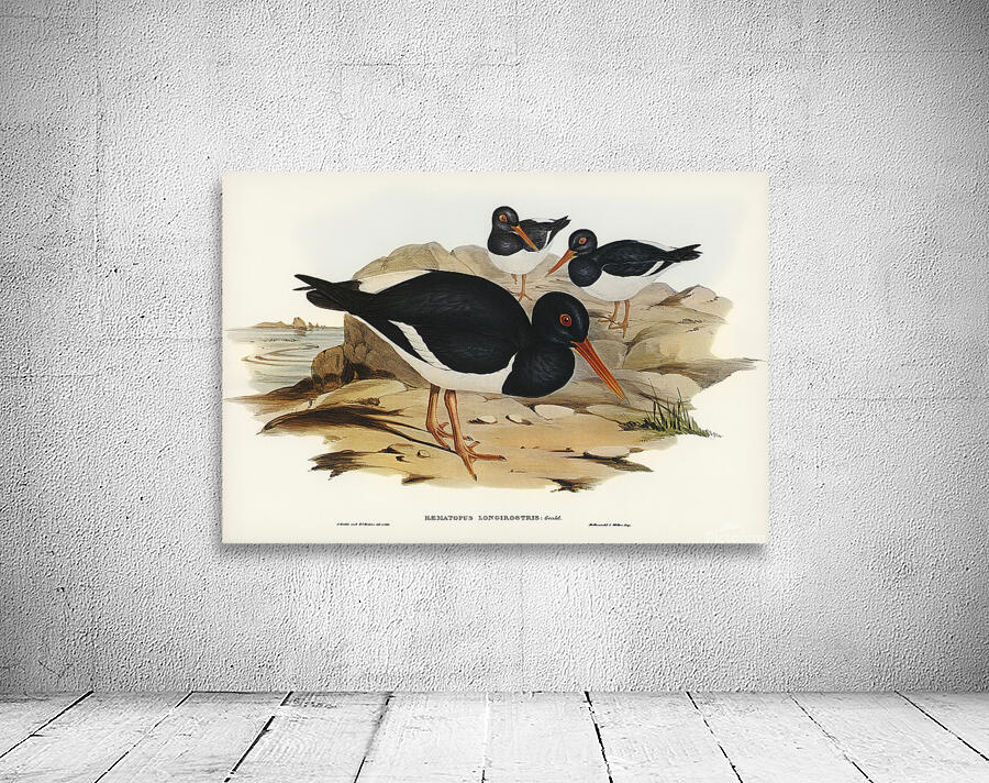 Pied Oystercatcher Wall Preview