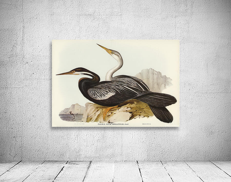 Oriental Darter Wall Preview