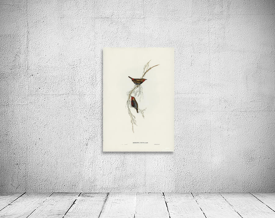 Painted Finch Wall Preview