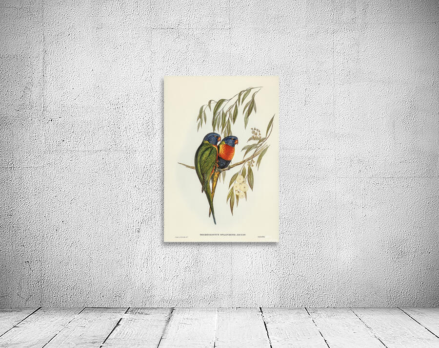 Rainbow Lorikeet Wall Preview