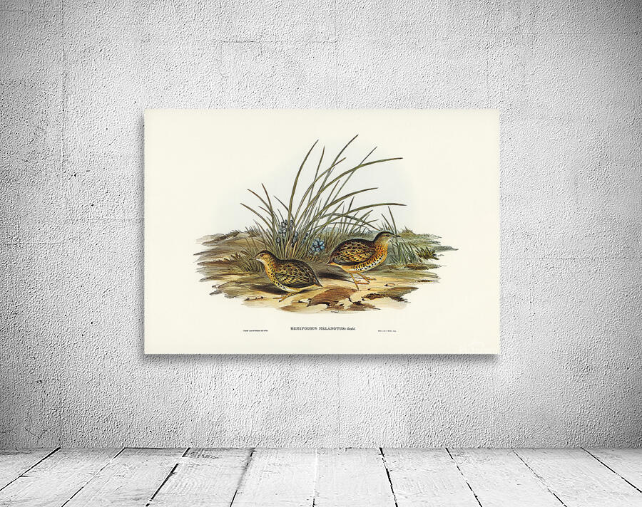 Red Backed Buttonquail Wall Preview