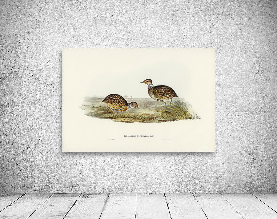 Plains Wanderer Wall Preview