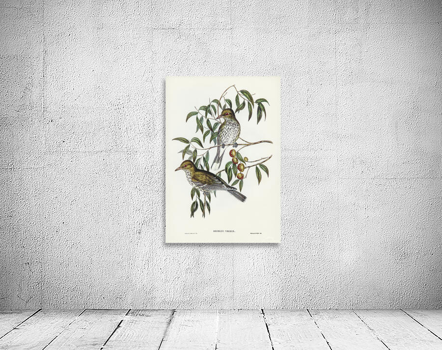 Olive Backed Oriole Wall Preview