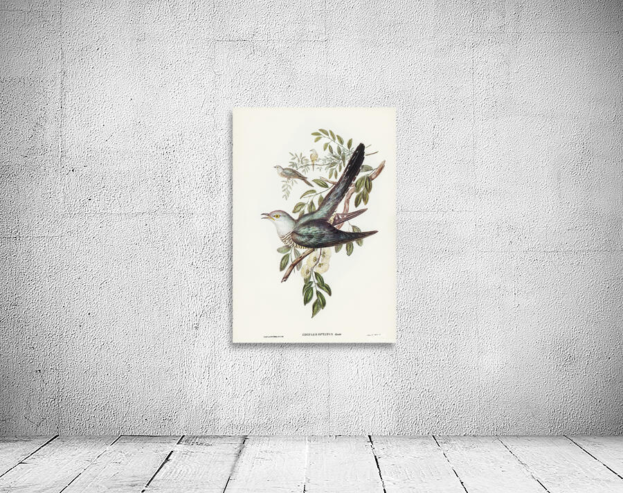Oriental Cuckoo Wall Preview