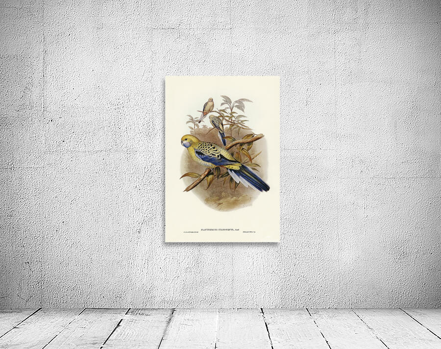 Pale Headed Rosella Wall Preview