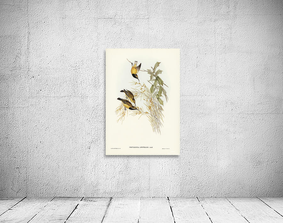 Olive Backed Sunbird Wall Preview
