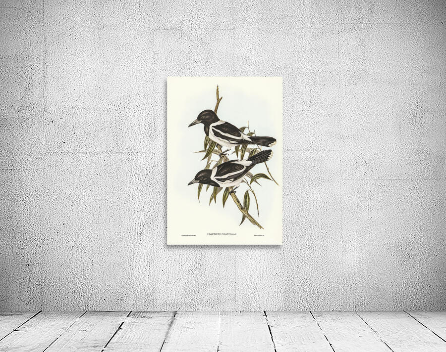 Pied Butcherbird 2 Wall Preview