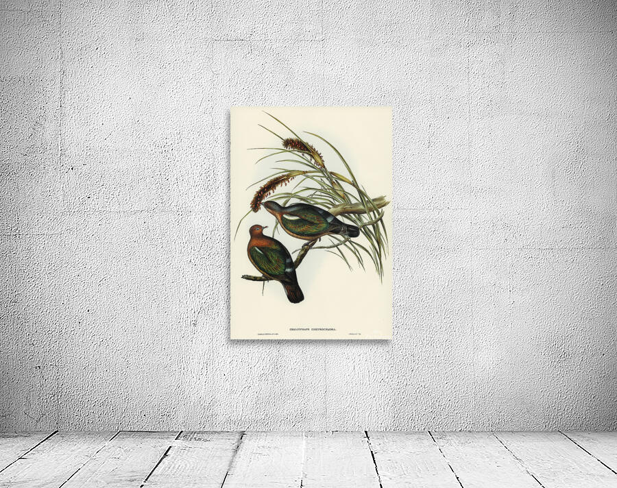 Pacific Emerald Dove Wall Preview