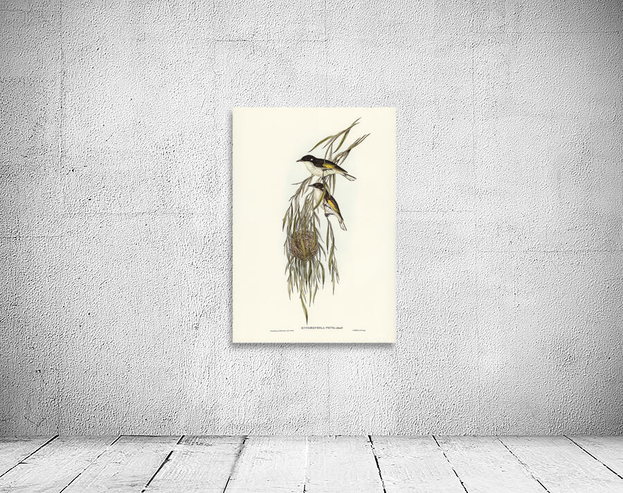 Painted Honeyeater Wall Preview