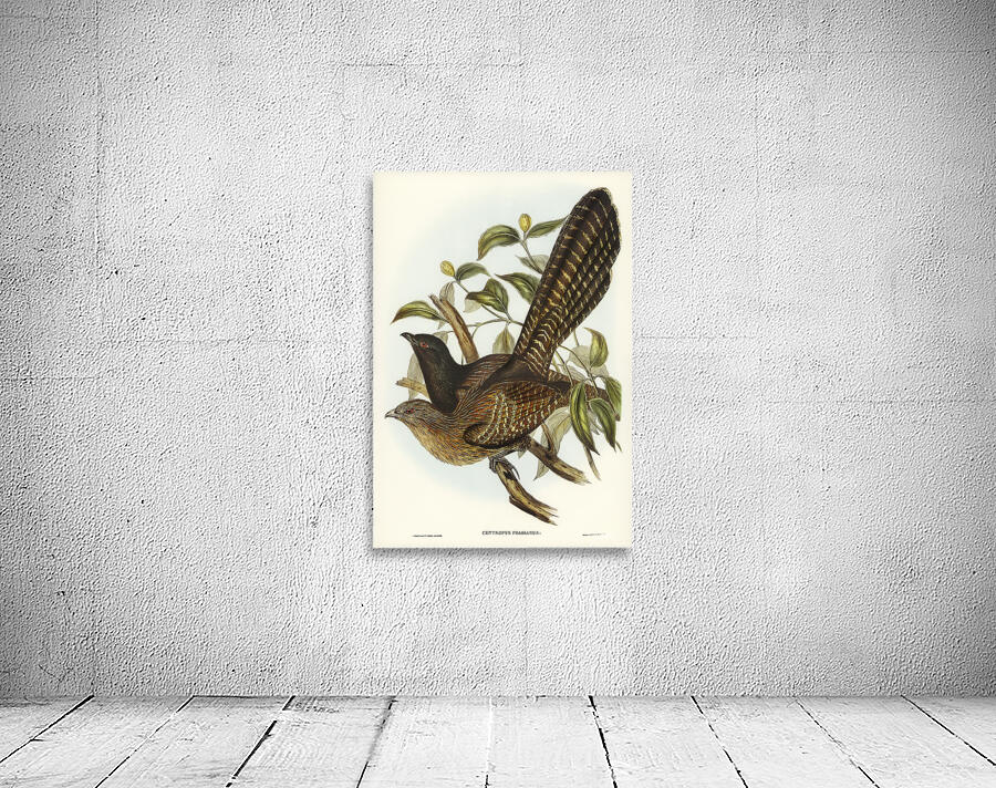 Pheasant Coucal Wall Preview