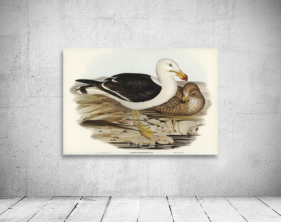 Pacific Gull Wall Preview