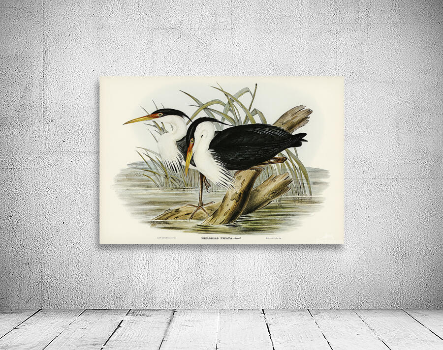 Pied Heron Wall Preview