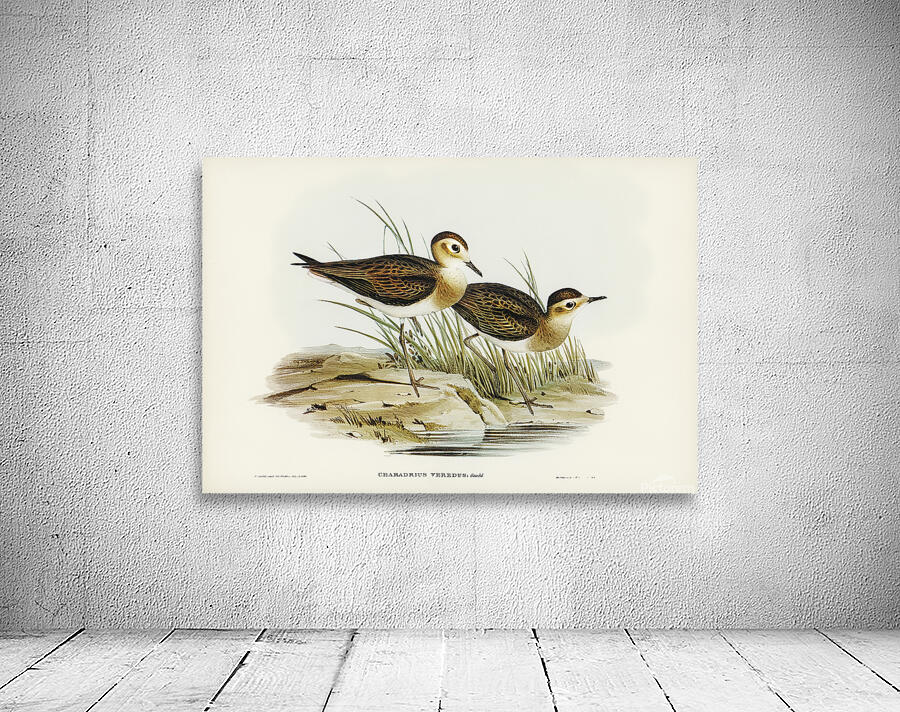 Oriental Plover Wall Preview