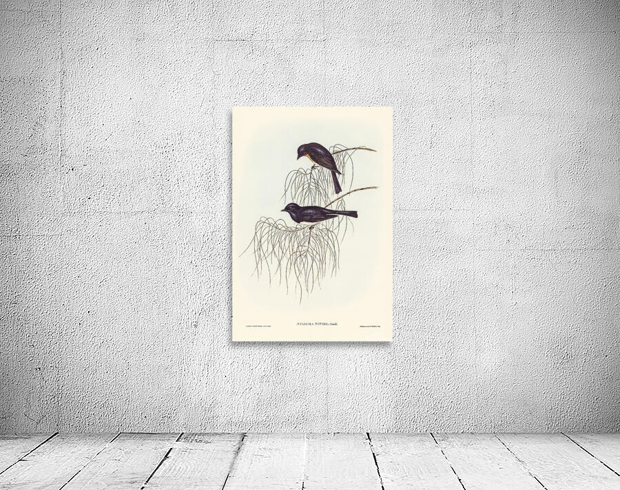 Satin Flycatcher Wall Preview