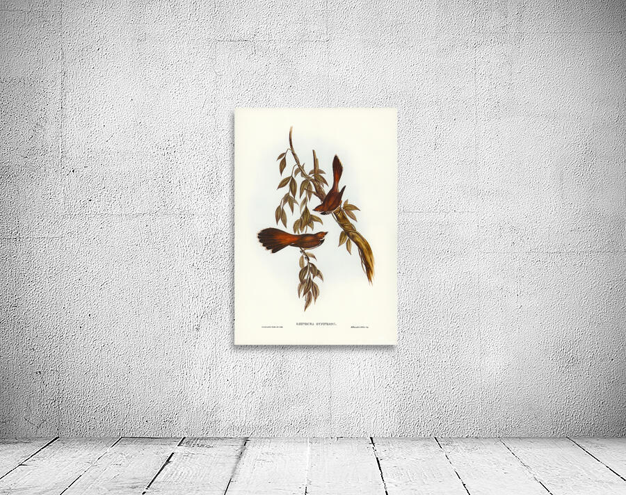 Rufous Fantail Wall Preview