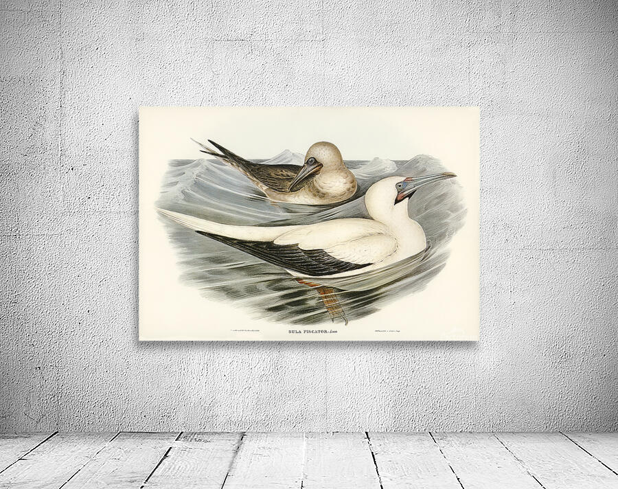 Red Footed Booby Wall Preview