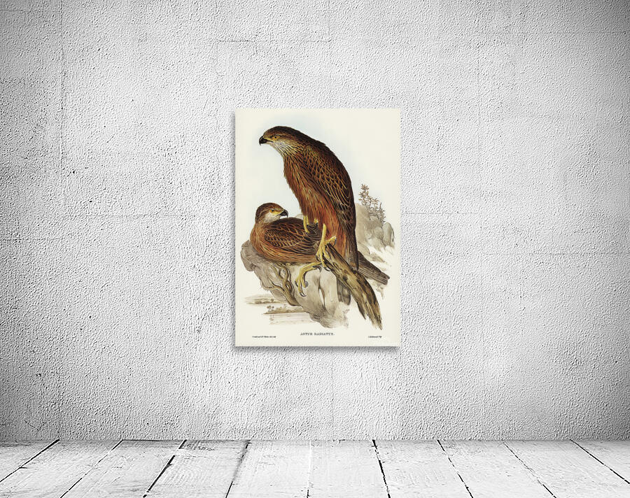 Red Goshawk Wall Preview