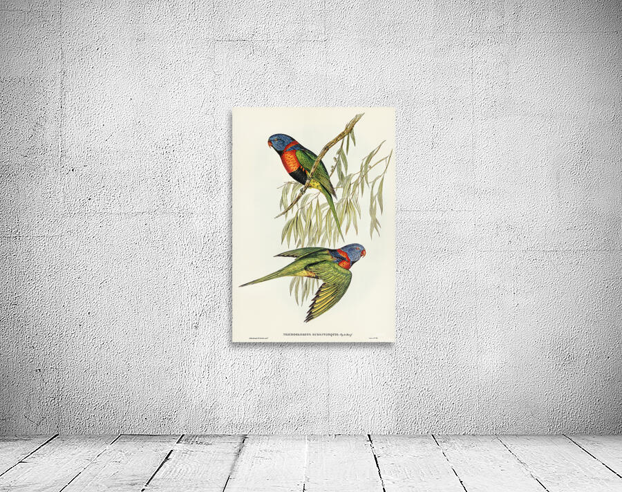 Red Collared Lorikeet Wall Preview