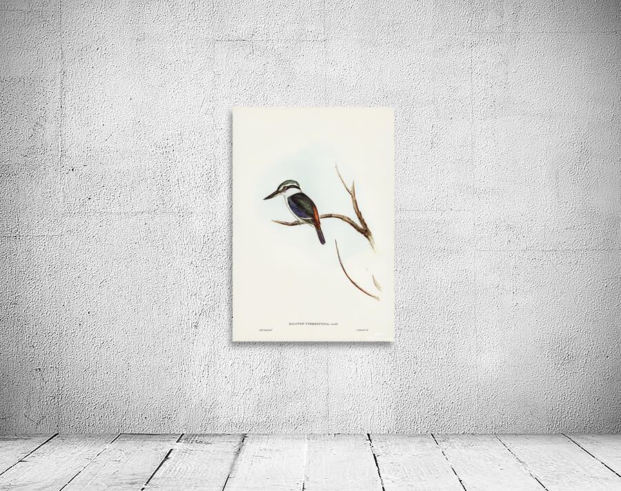 Red Backed Kingfisher Wall Preview