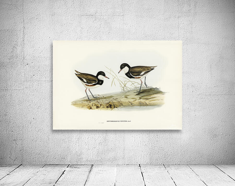 Red Kneed Dotterel Wall Preview