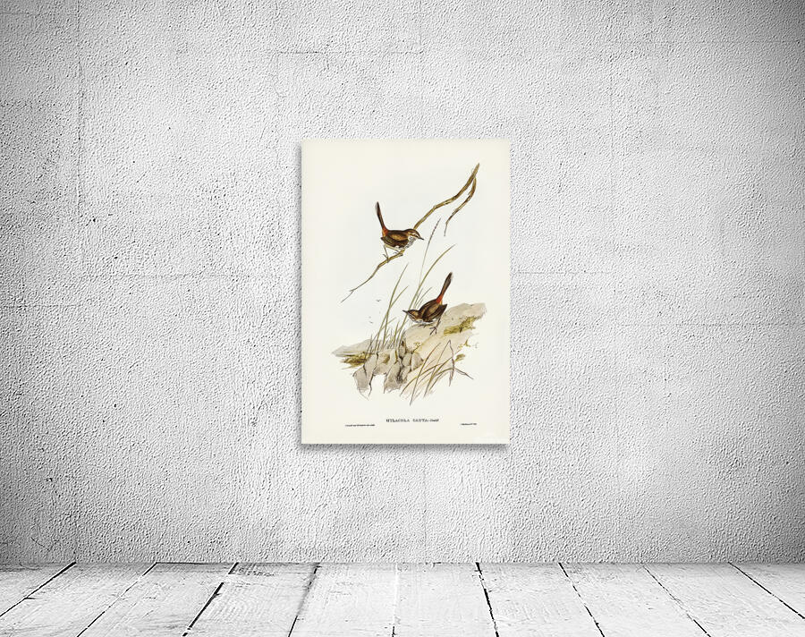 Shy Heathwren Wall Preview