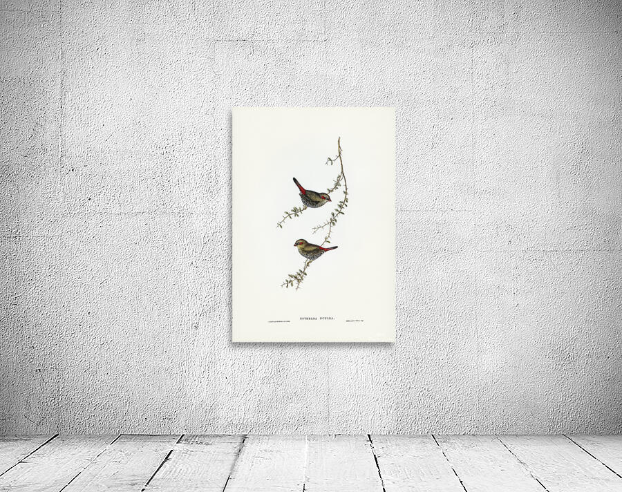 Red Eared Firetail Wall Preview