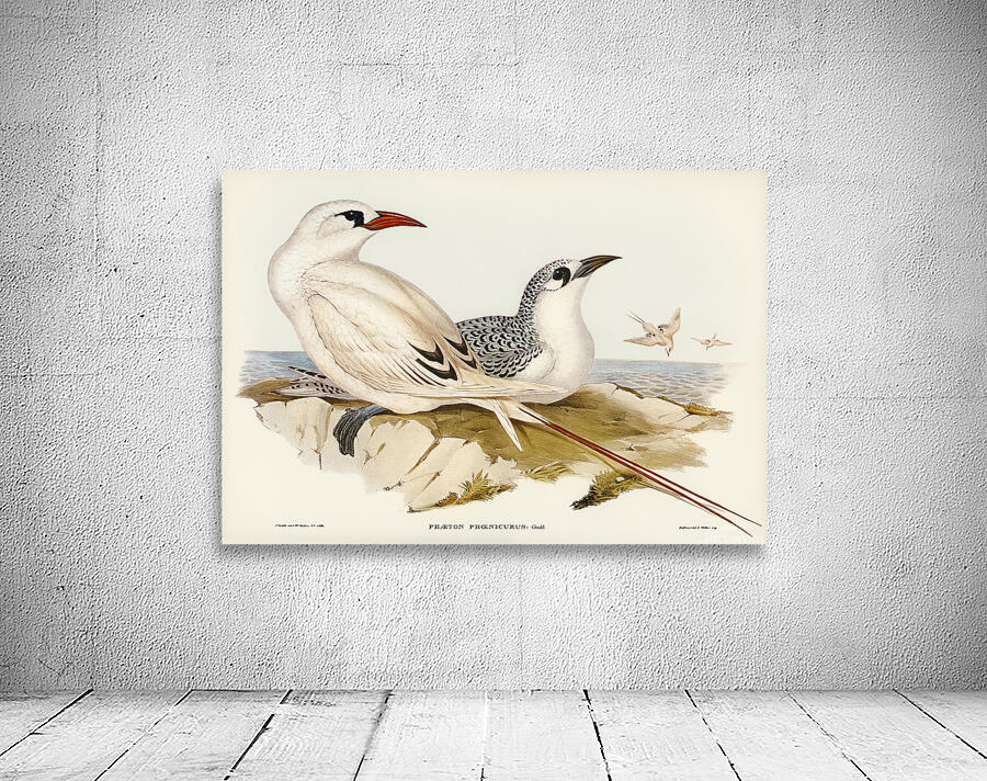 Red Tailed Tropicbird Wall Preview