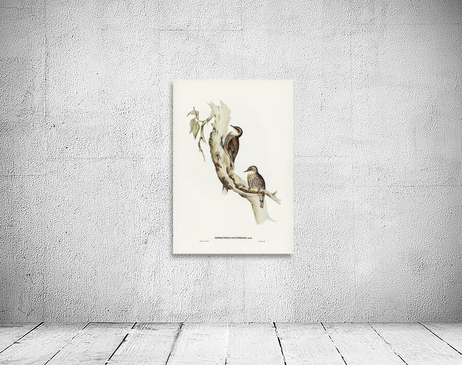 Red Browed Treecreeper Wall Preview