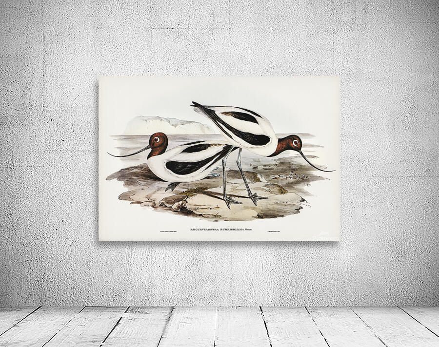 Red Necked Avocet Wall Preview