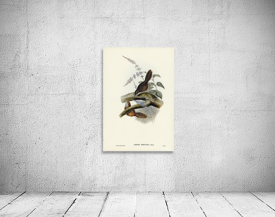 Rufous Scrubbird Wall Preview