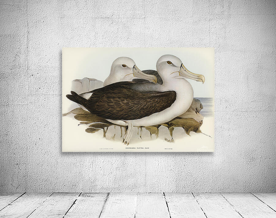 Shy Albatross Wall Preview