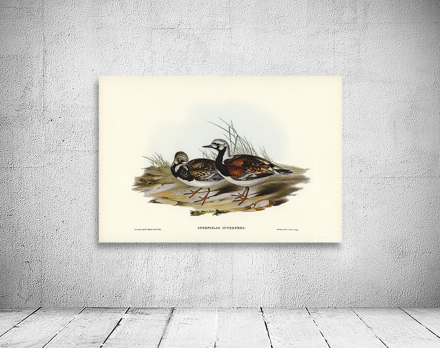 Ruddy Turnstone Wall Preview