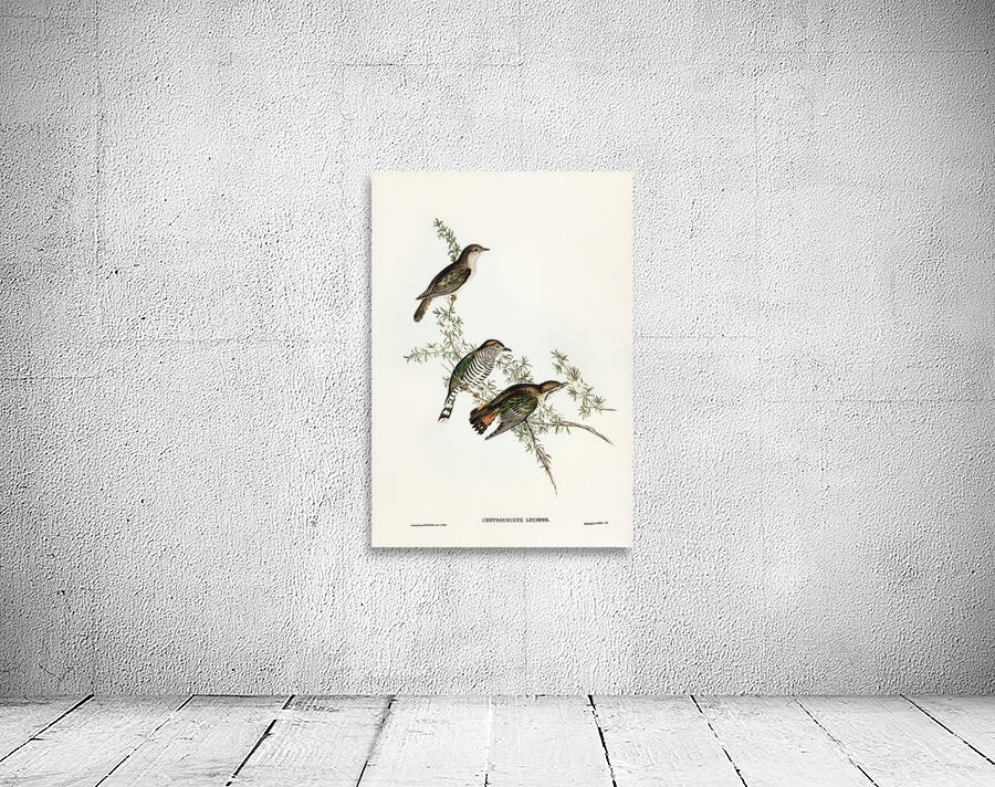 Shining Bronze Cuckoo Wall Preview
