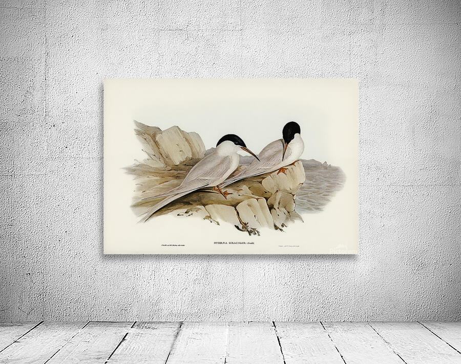 Roseate Tern Wall Preview