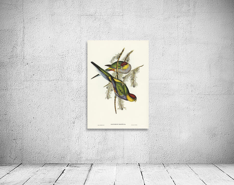 Red Capped Parrot Wall Preview