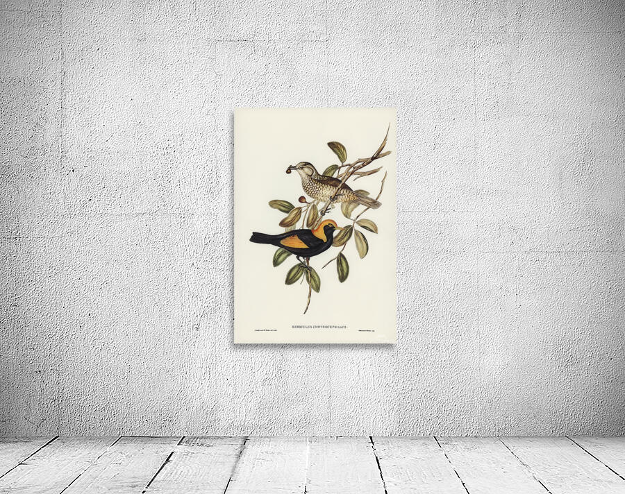 Regent Bowerbird Wall Preview