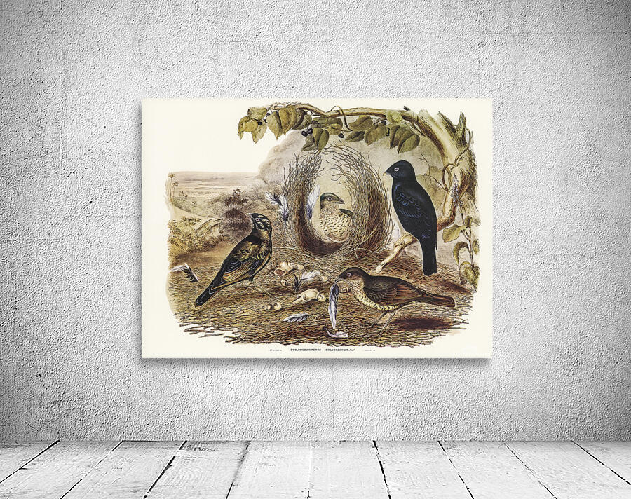 Satin Bowerbird Wall Preview