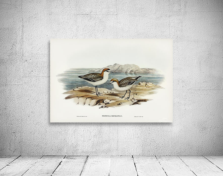 Red Capped Plover Wall Preview