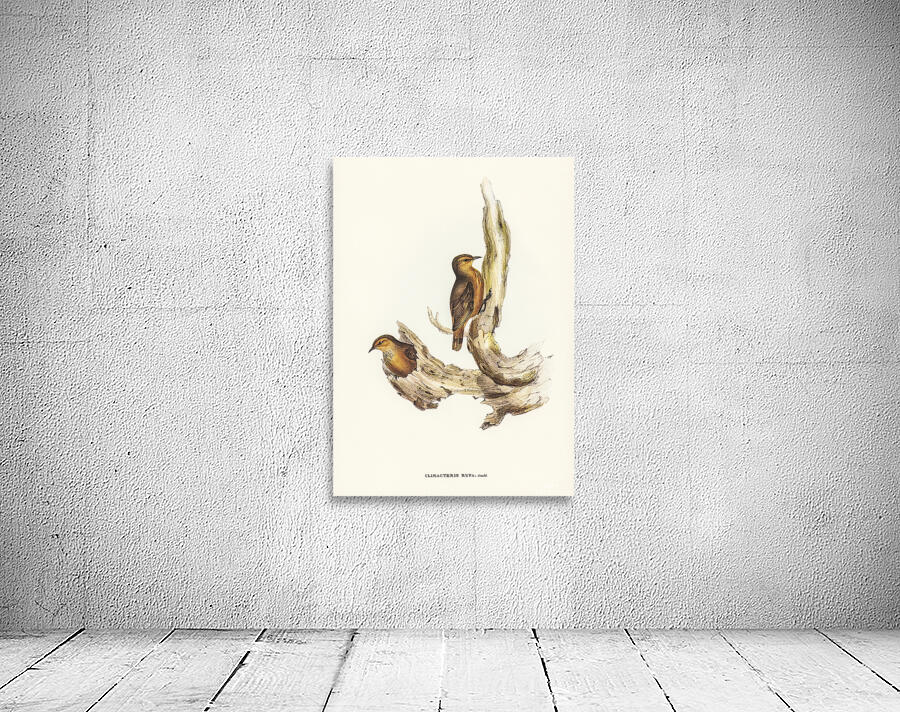 Rufous Treecreeper Wall Preview