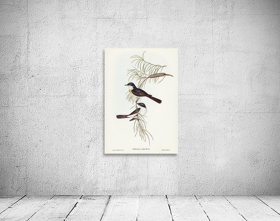 Restless Flycatcher Wall Preview