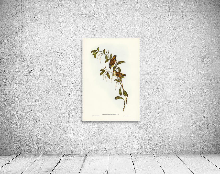Red Browed Pardalote Wall Preview