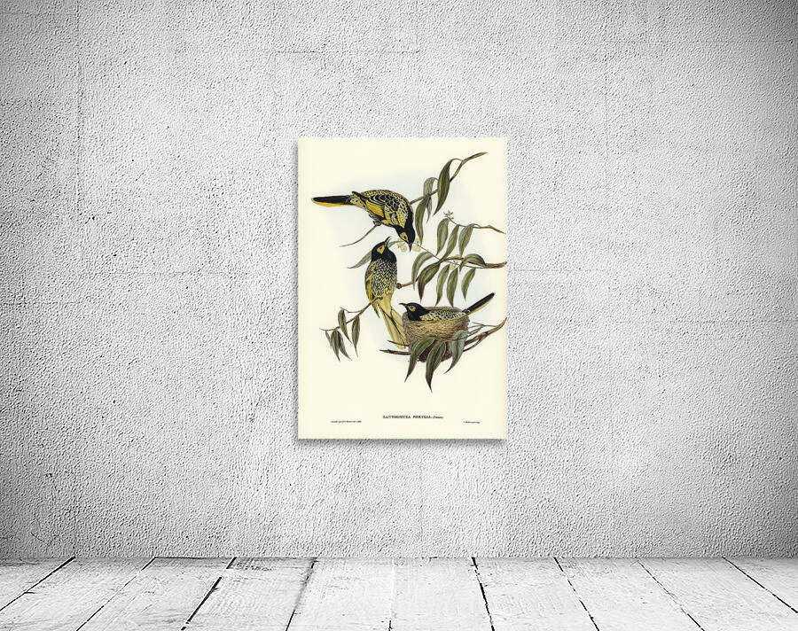 Regent Honeyeater Wall Preview