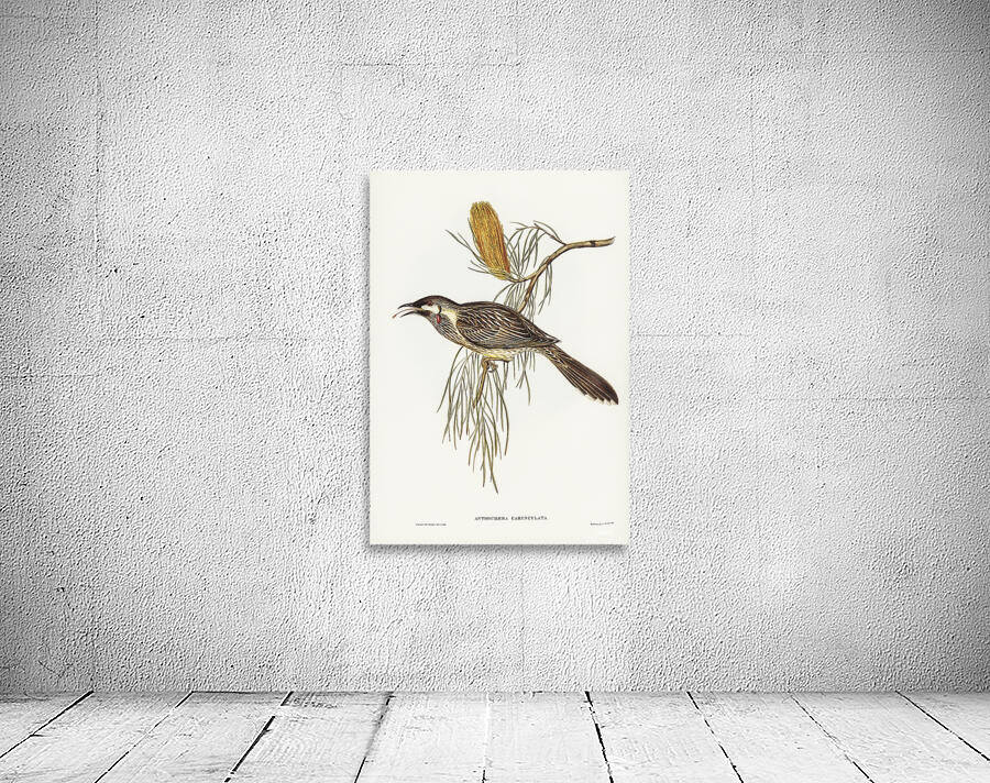 Red Wattlebird Wall Preview