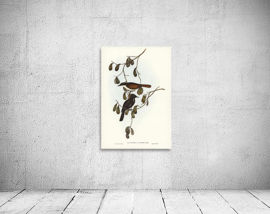 Shining Flycatcher Wall Preview