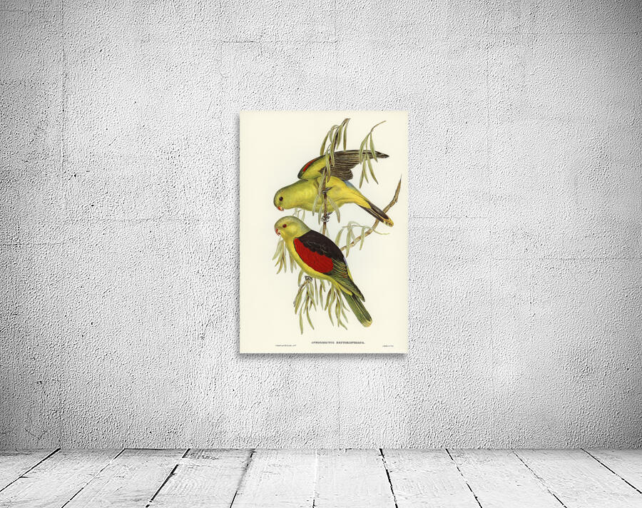 Red Winged Parrot Wall Preview