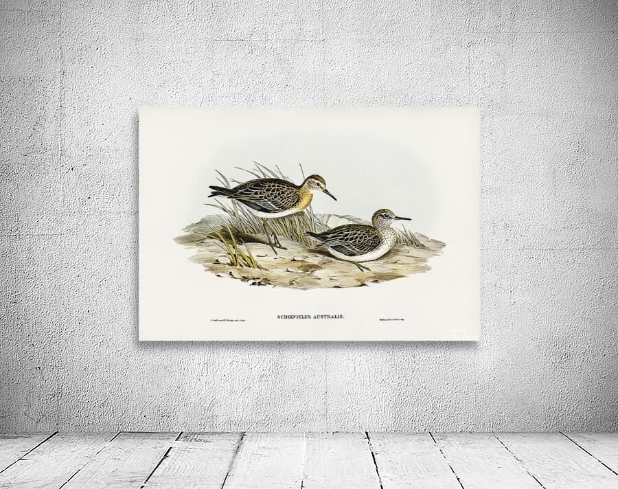 Sharp Tailed Sandpiper Wall Preview