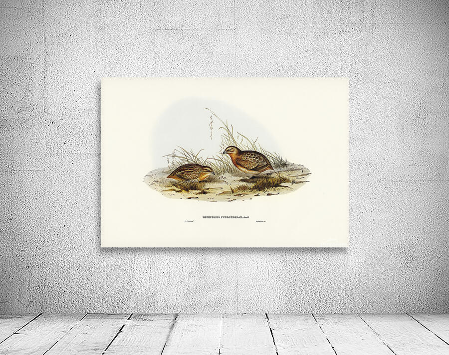 Red Chested Buttonquail Wall Preview